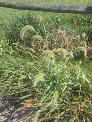 Setaria faberi