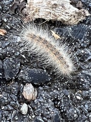 Spilosomina