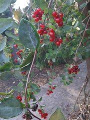 Lonicera × heckrottii