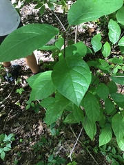 Cornus alternifolia