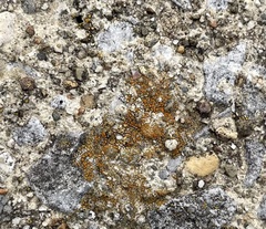 Xanthocarpia feracissima