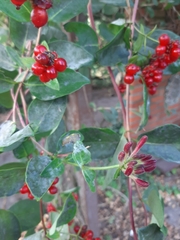 Lonicera × heckrottii