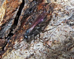 Auplopus carbonarius