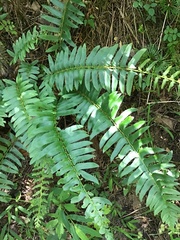 Cornus alternifolia