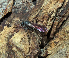 Auplopus carbonarius