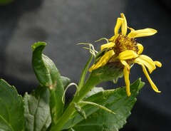 Senecio pseudoarnica