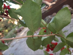 Lonicera × heckrottii