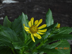 Senecio pseudoarnica