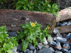 Senecio pseudoarnica