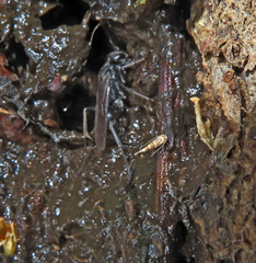 Auplopus carbonarius