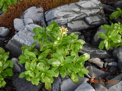 Senecio pseudoarnica