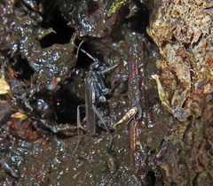 Auplopus carbonarius