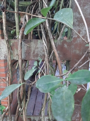 Lonicera × heckrottii