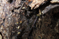Auplopus carbonarius