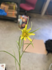 Tragopogon dubius
