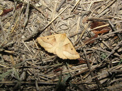 Crocallis elingomorpha