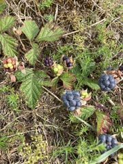 Rubus caesius