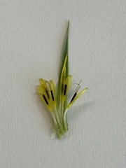 Tragopogon dubius