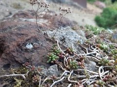 Sedum album