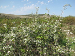 Prunus spinosa