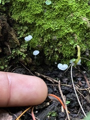 Delicatula integrella