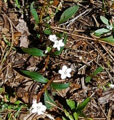 Claytonia rosea