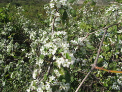 Prunus spinosa
