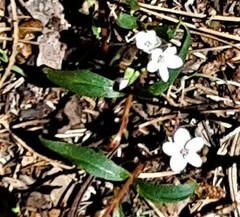 Claytonia rosea