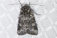 Lacinipolia strigicollis