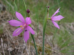 Olsynium douglasii