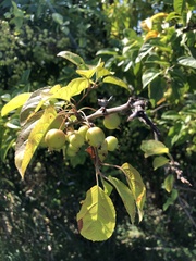 Malus coronaria