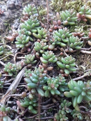 Sedum album