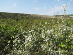 Prunus spinosa