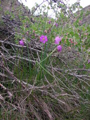 Olsynium douglasii