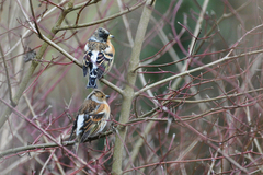 Fringilla montifringilla