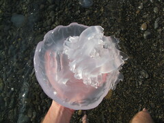 Rhizostoma pulmo