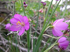 Olsynium douglasii