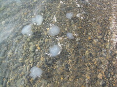 Rhizostoma pulmo
