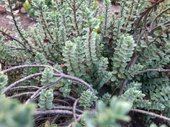Veronica buchananii
