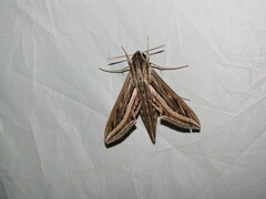 Hippotion celerio