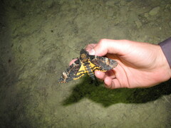 Acherontia atropos