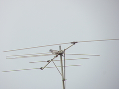 Patagioenas maculosa