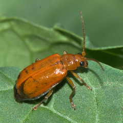 Aulacophora indica
