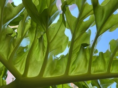 Thaumatophyllum xanadu