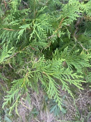 Thuja