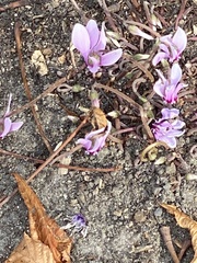 Cyclamen hederifolium