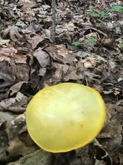 Pluteus chrysophlebius