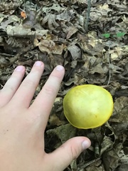 Pluteus chrysophlebius