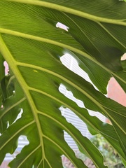 Thaumatophyllum xanadu