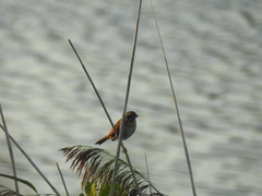 Emberiza schoeniclus